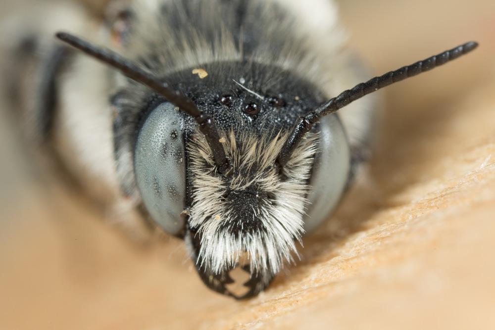  Hoplitis bisulca (Gerstäcker, 1869)