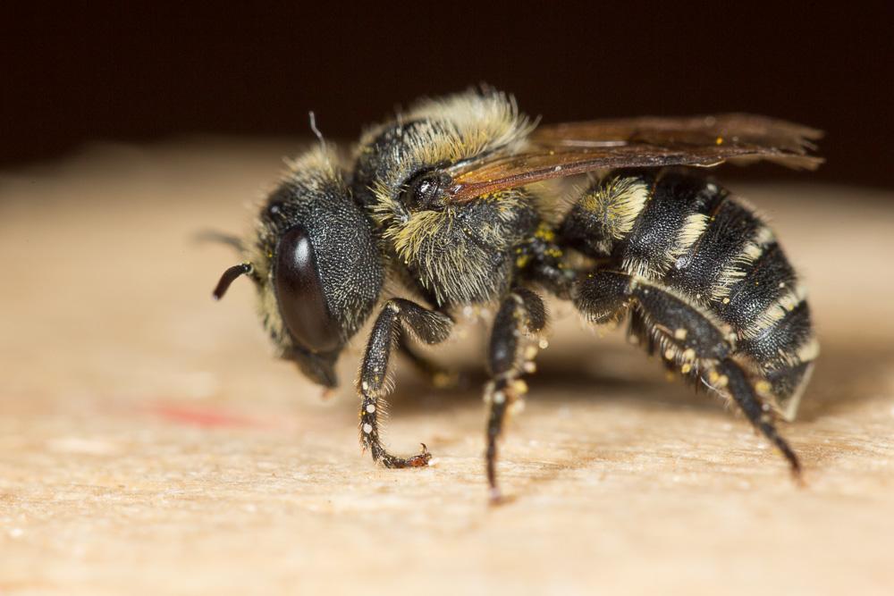 Osmia signata Erichson, 1835