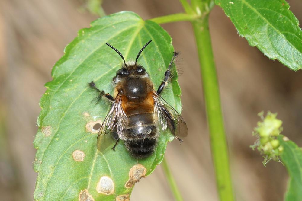 Anthophore commune, Anthophore plumeuse, Anthophor Anthophora plumipes (Pallas, 1772)