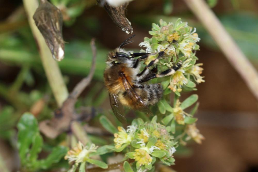 Anthophore commune, Anthophore plumeuse, Anthophor Anthophora plumipes (Pallas, 1772)