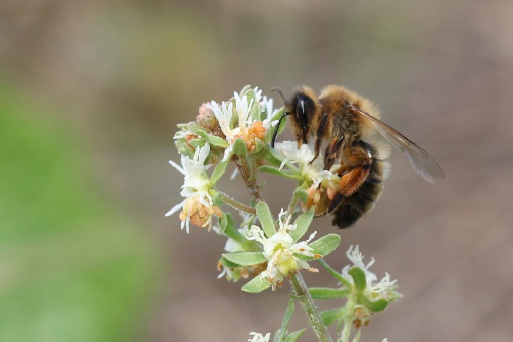 Andrena nigroaenea (Kirby, 1802)