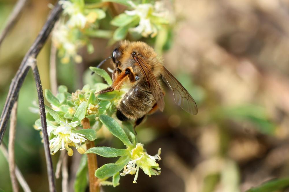 Andrena nigroaenea (Kirby, 1802)