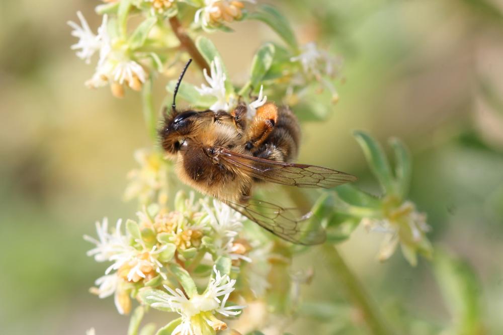  Andrena nigroaenea (Kirby, 1802)