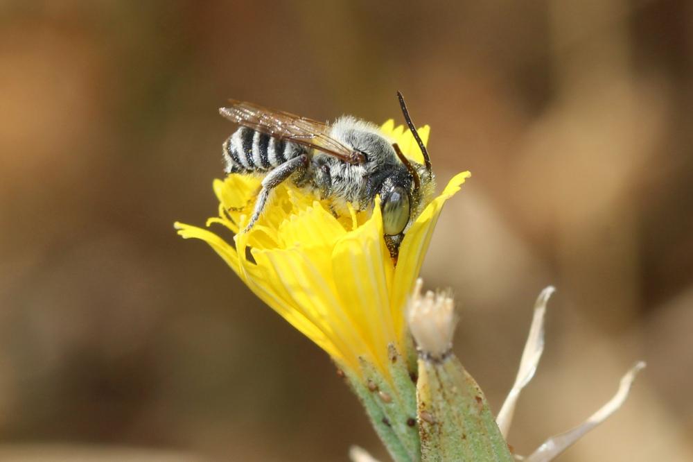  Megachile Latreille, 1802
