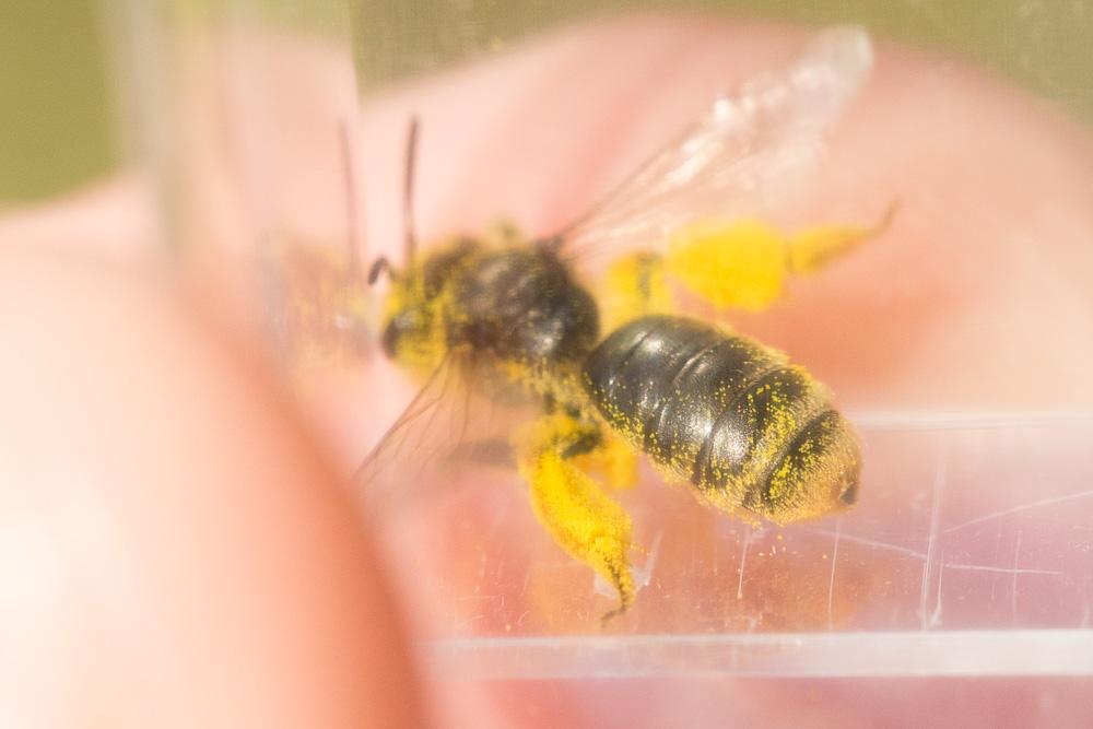 Andrena cinerea Brullé, 1832