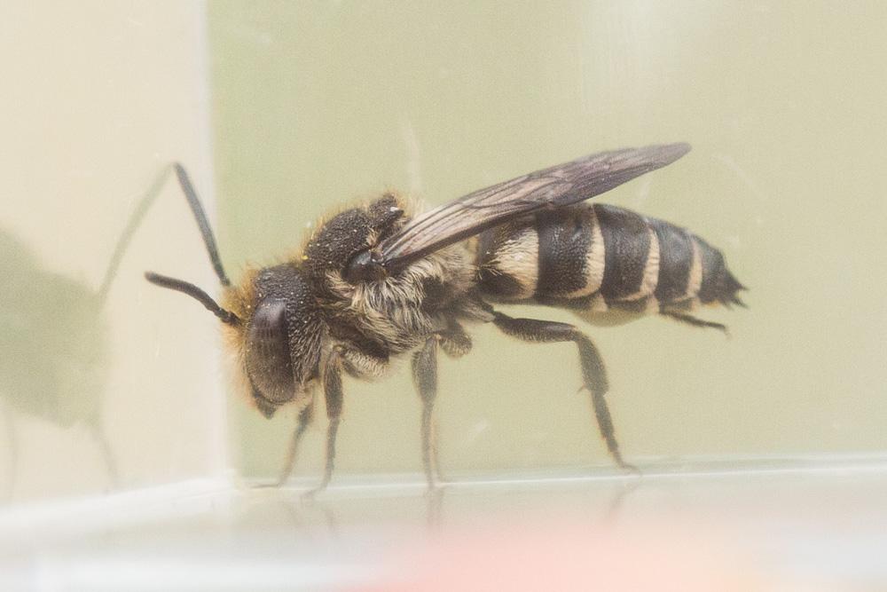 Coelioxys inermis (Kirby, 1802)