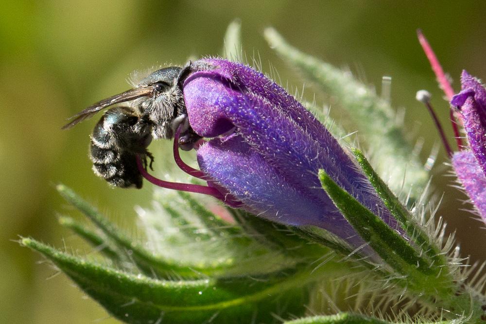  Osmia caerulescens (Linnaeus, 1758)