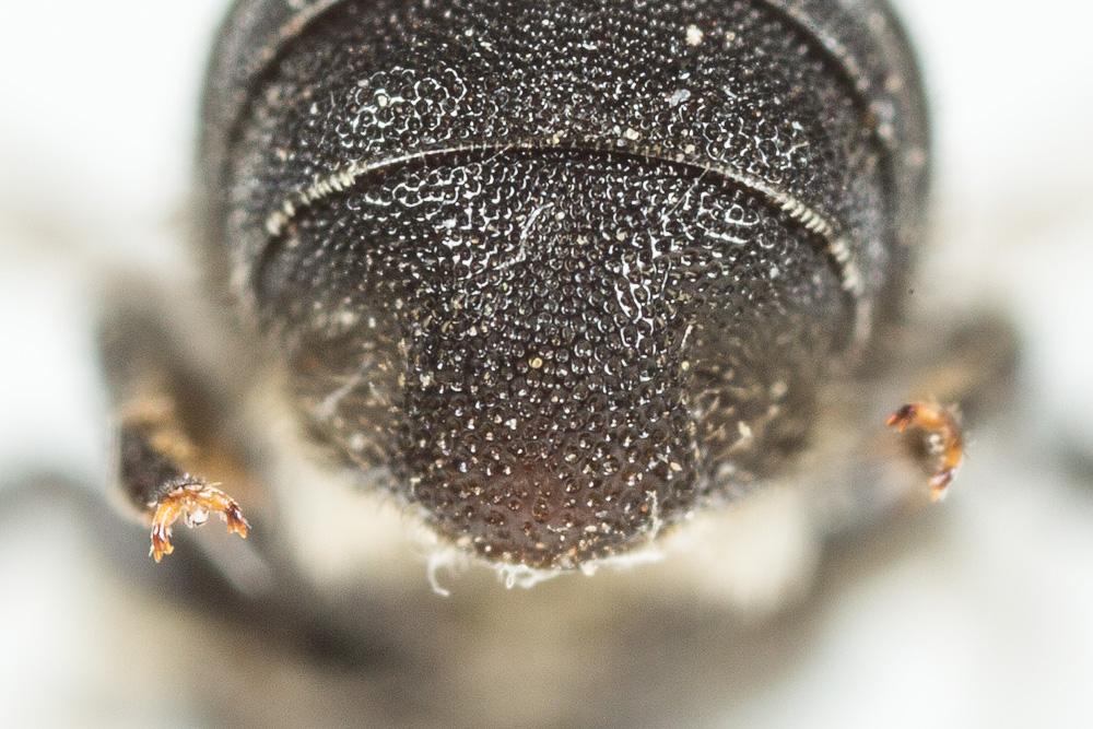  Heriades crenulata Nylander, 1856