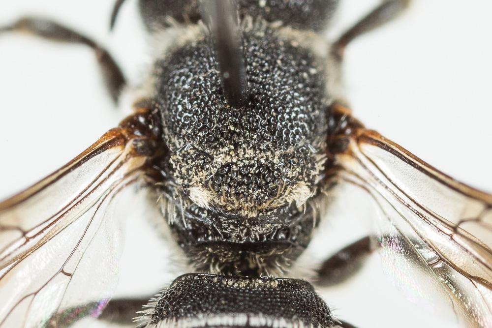  Heriades crenulata Nylander, 1856