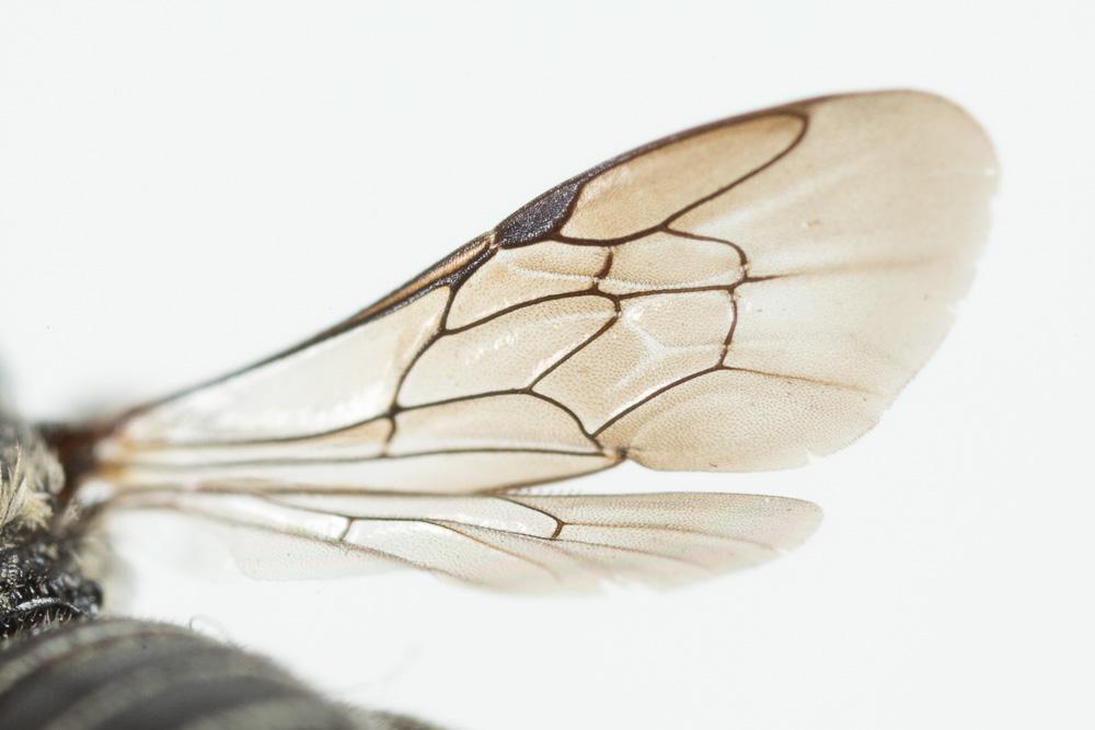  Heriades crenulata Nylander, 1856
