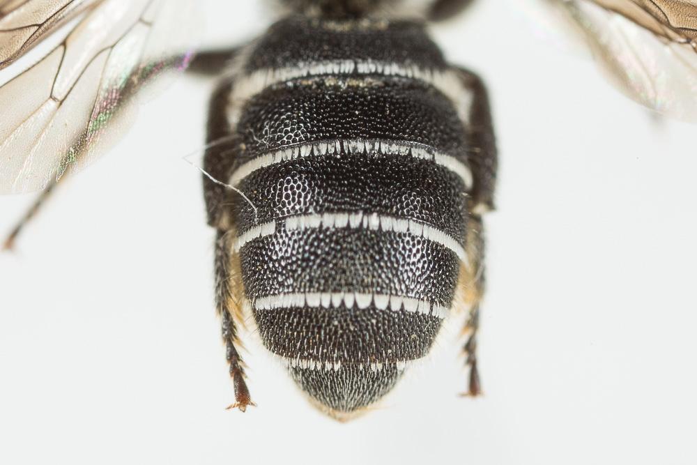  Heriades crenulata Nylander, 1856