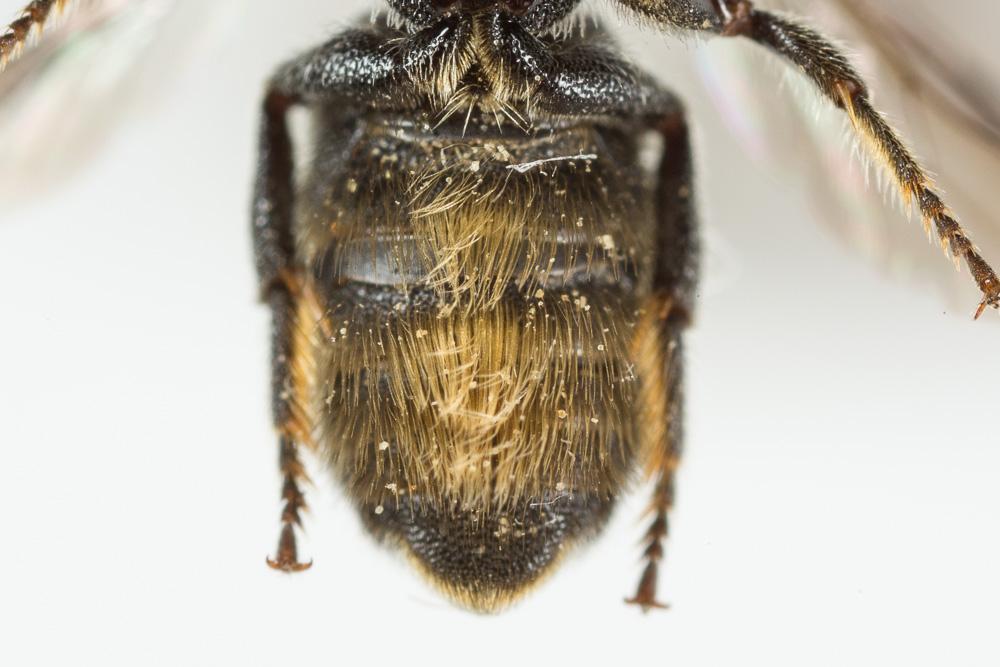 Heriades crenulata Nylander, 1856