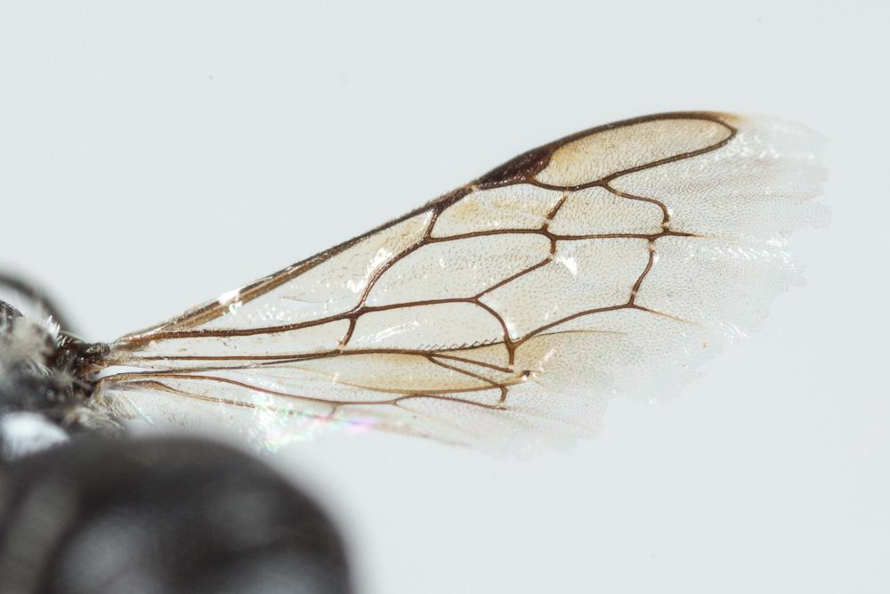  Heriades rubicola Pérez, 1890