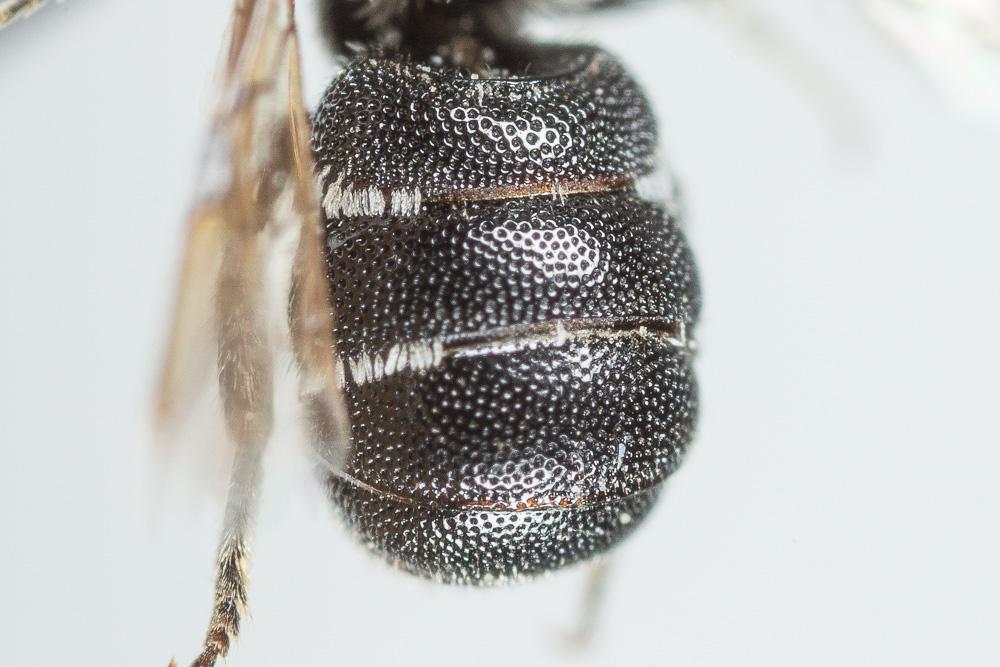  Heriades rubicola Pérez, 1890