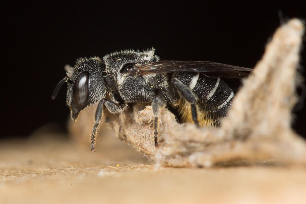  Heriades crenulata Nylander, 1856