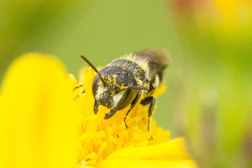 Heriades rubicola Pérez, 1890