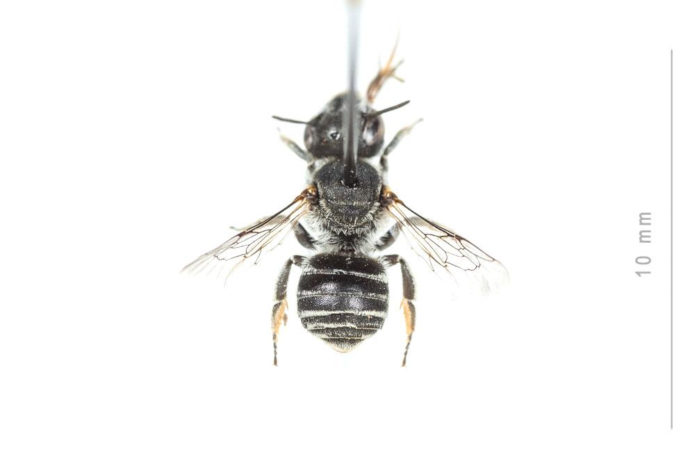 Hoplitis annulata (Latreille, 1811)