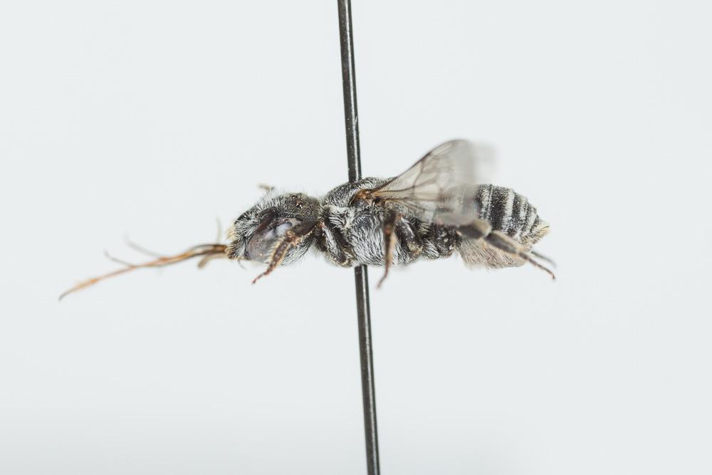  Hoplitis annulata (Latreille, 1811)