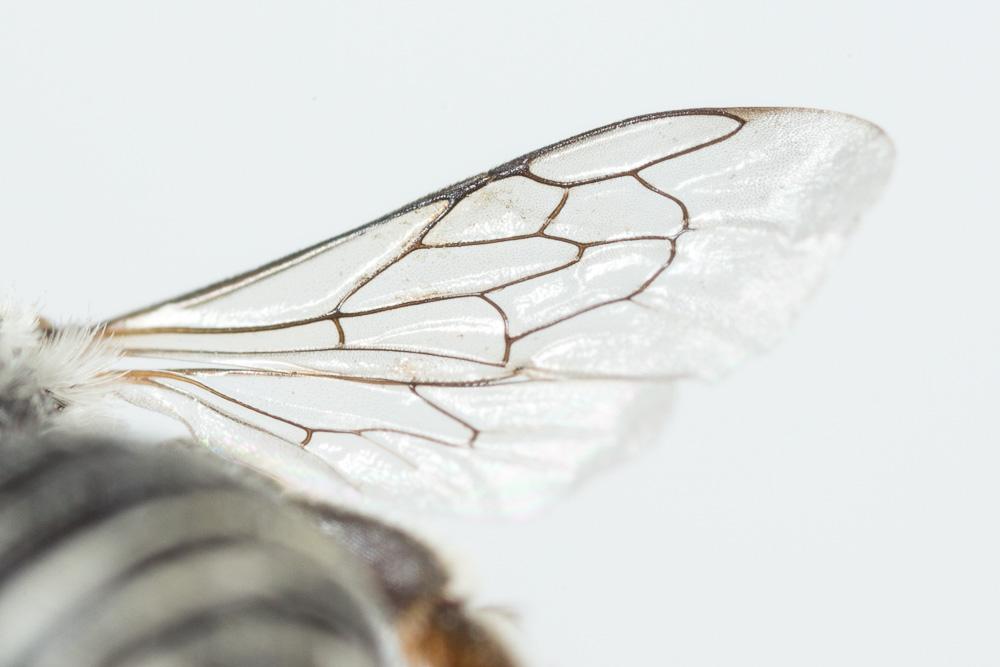  Hoplitis annulata (Latreille, 1811)