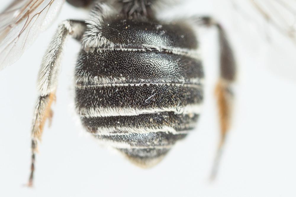  Hoplitis annulata (Latreille, 1811)
