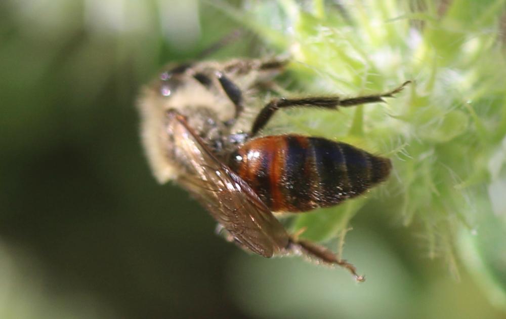  Andrena florea Fabricius, 1793