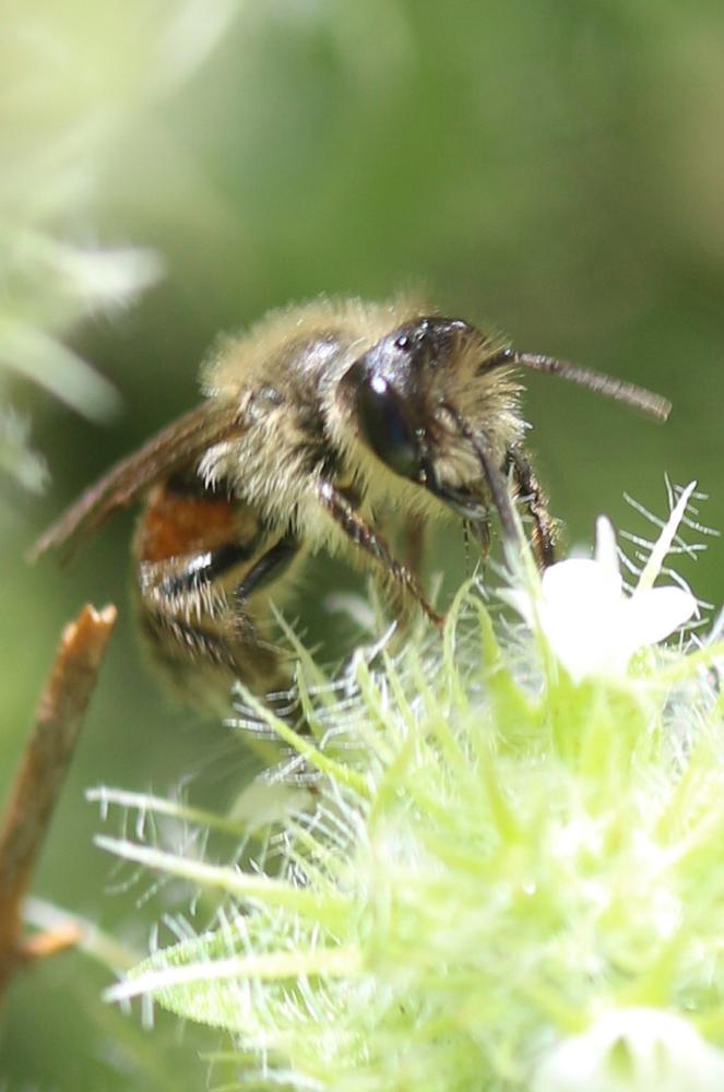  Andrena florea Fabricius, 1793