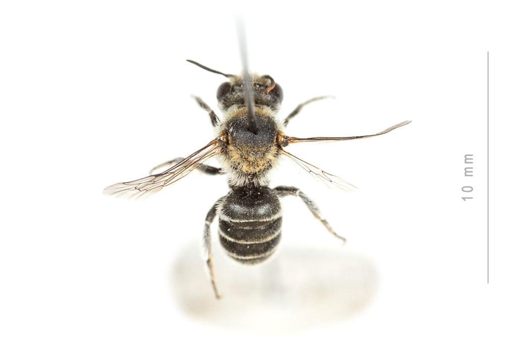 Hoplitis annulata (Latreille, 1811)