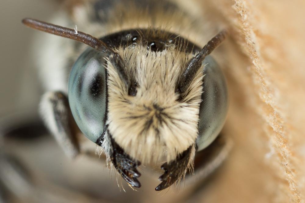  Hoplitis annulata (Latreille, 1811)
