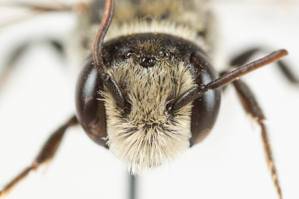 Hoplitis annulata (Latreille, 1811)