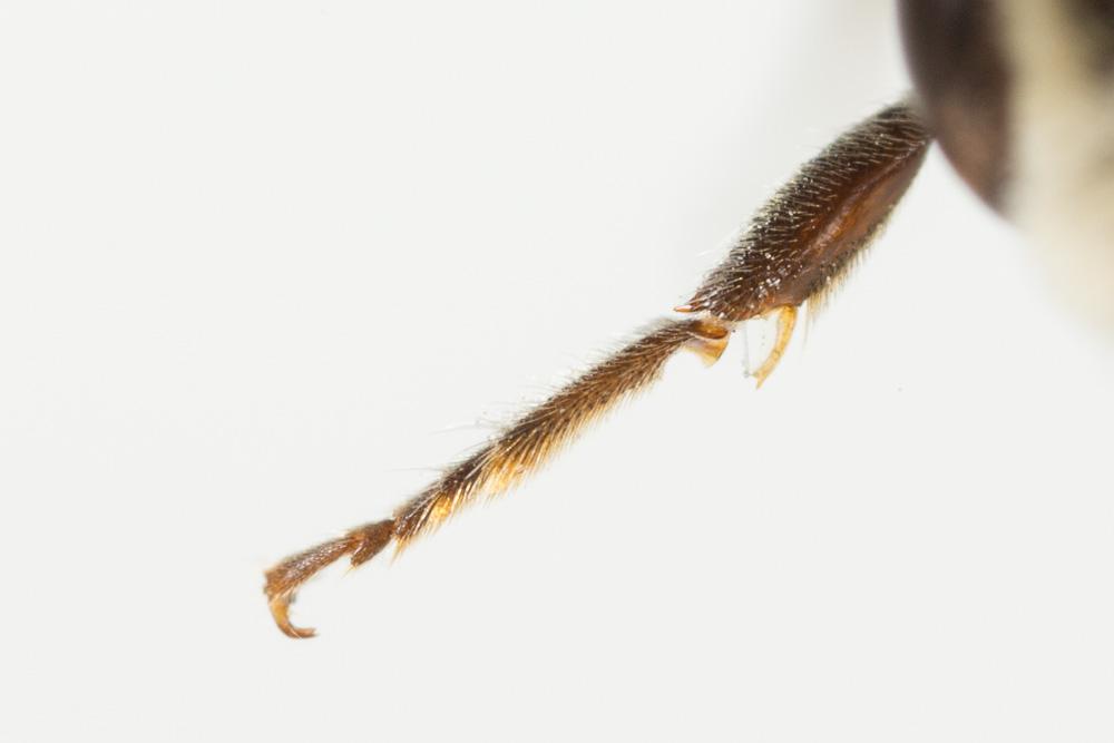 Hoplitis annulata (Latreille, 1811)