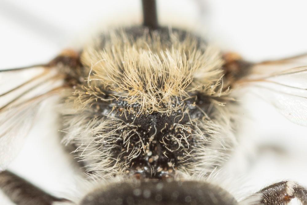  Hoplitis annulata (Latreille, 1811)