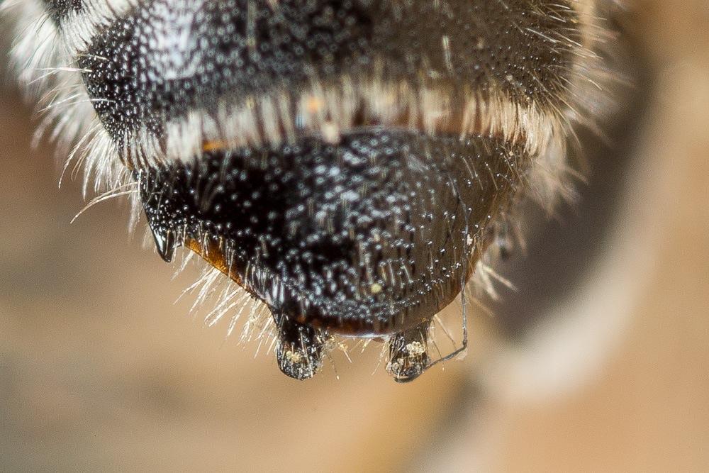 Hoplitis annulata (Latreille, 1811)