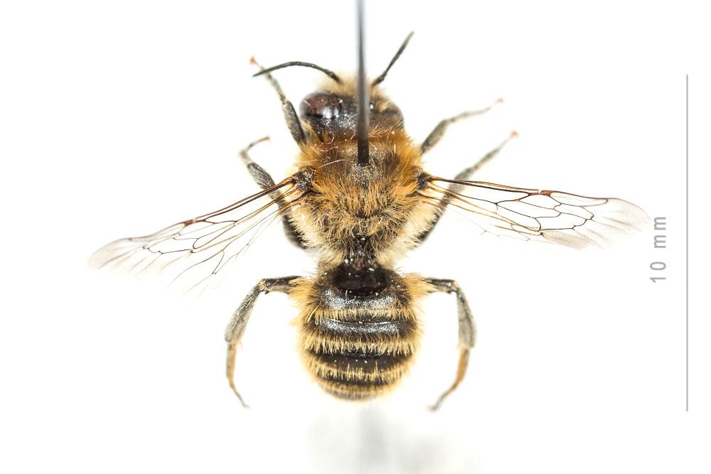  Hoplitis bisulca (Gerstäcker, 1869)