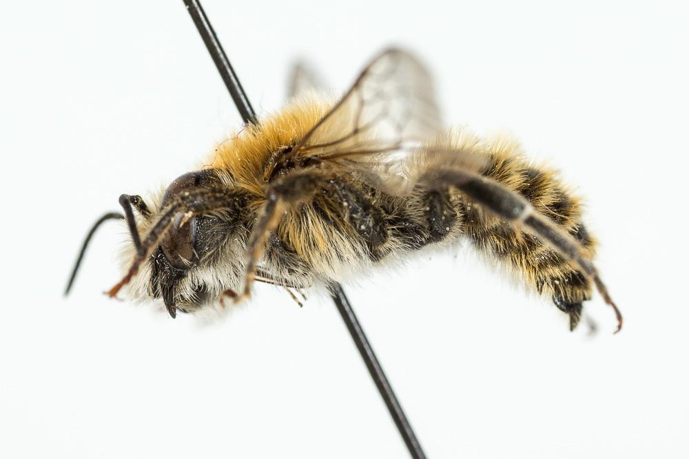 Hoplitis bisulca (Gerstäcker, 1869)