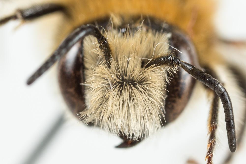 Hoplitis bisulca (Gerstäcker, 1869)