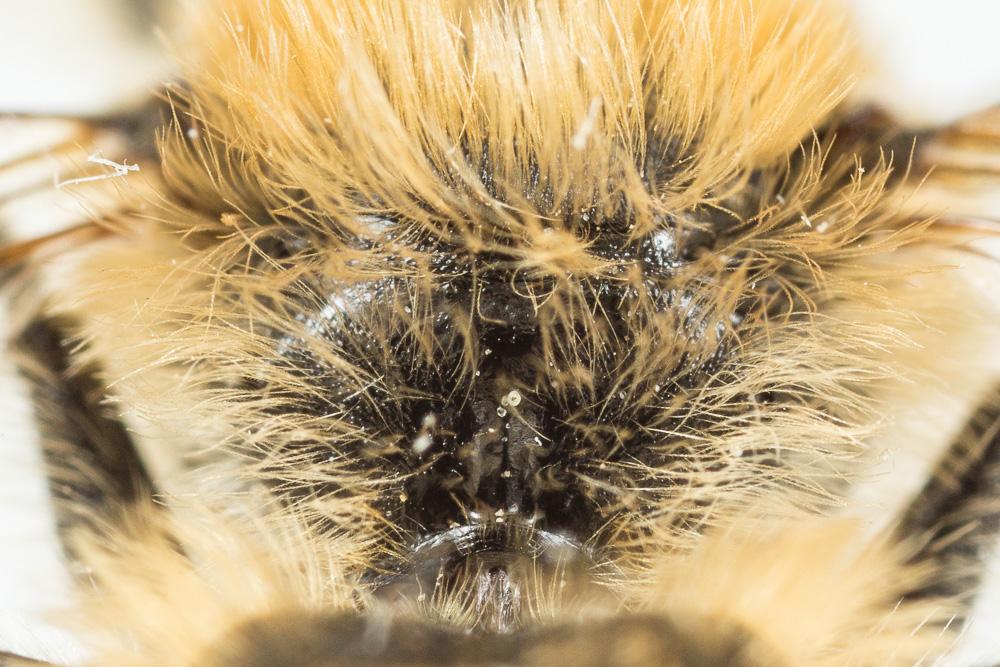  Hoplitis bisulca (Gerstäcker, 1869)