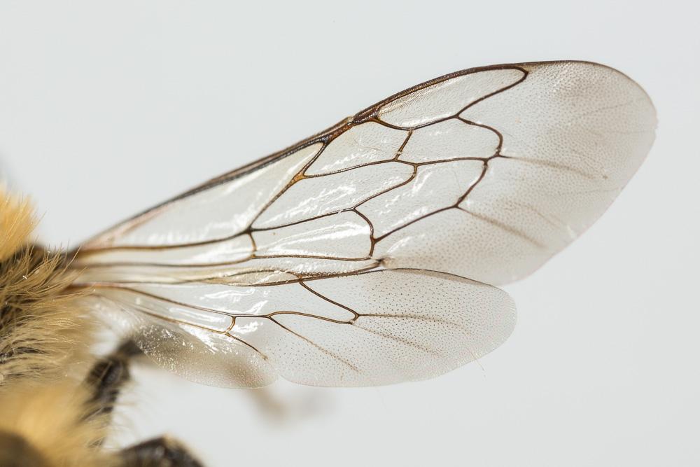 Hoplitis bisulca (Gerstäcker, 1869)