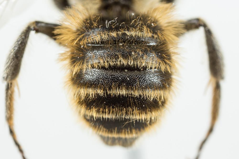  Hoplitis bisulca (Gerstäcker, 1869)