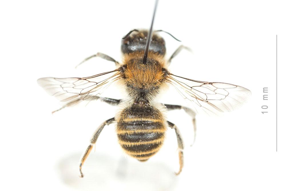  Hoplitis bisulca (Gerstäcker, 1869)