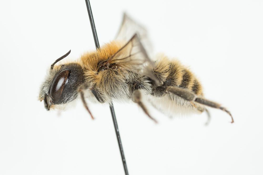 Hoplitis bisulca (Gerstäcker, 1869)