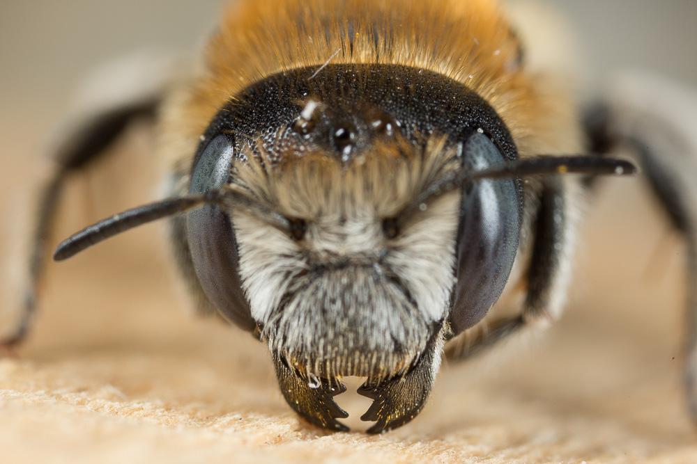 Hoplitis bisulca (Gerstäcker, 1869)