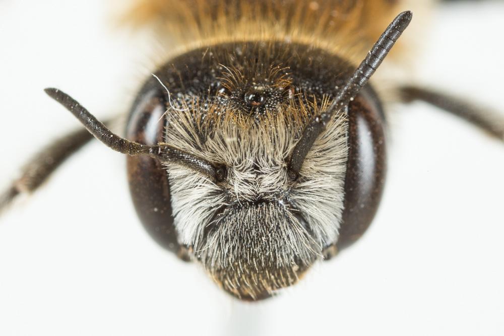 Hoplitis bisulca (Gerstäcker, 1869)