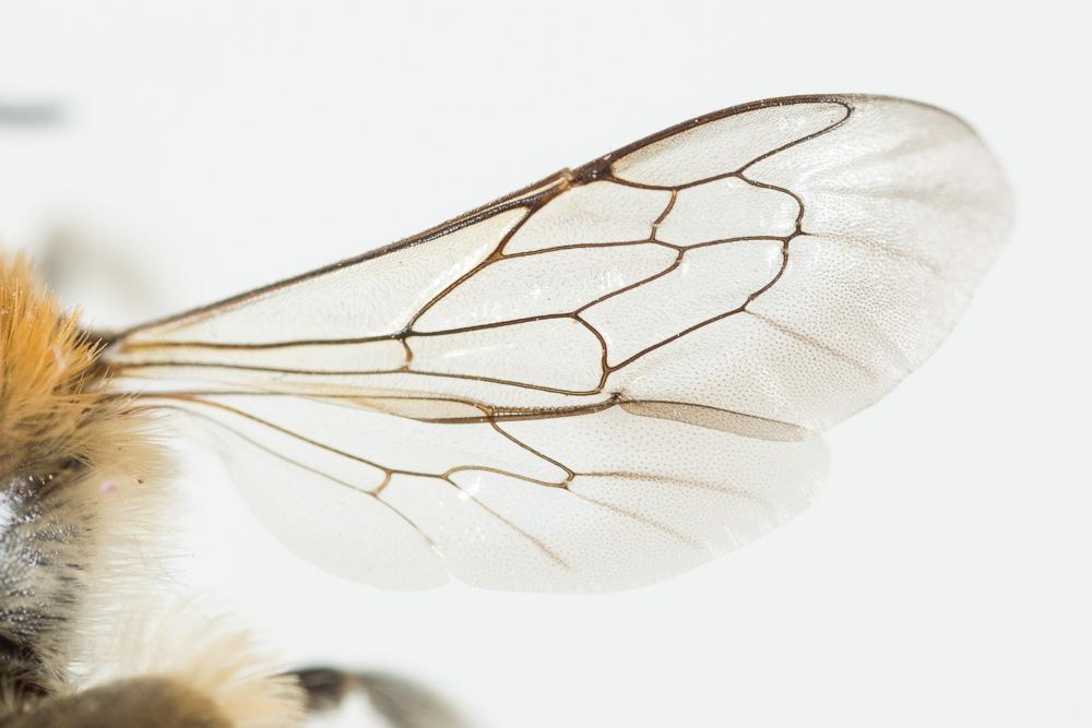  Hoplitis bisulca (Gerstäcker, 1869)