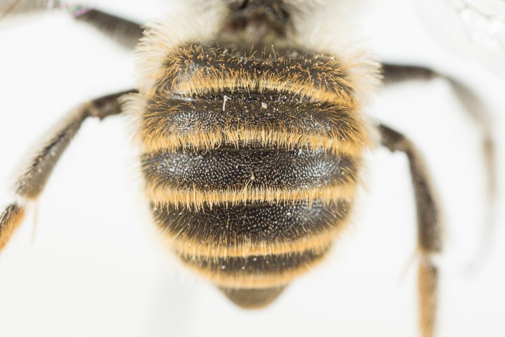  Hoplitis bisulca (Gerstäcker, 1869)