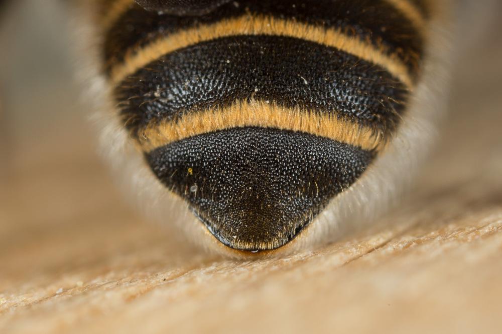 Hoplitis bisulca (Gerstäcker, 1869)