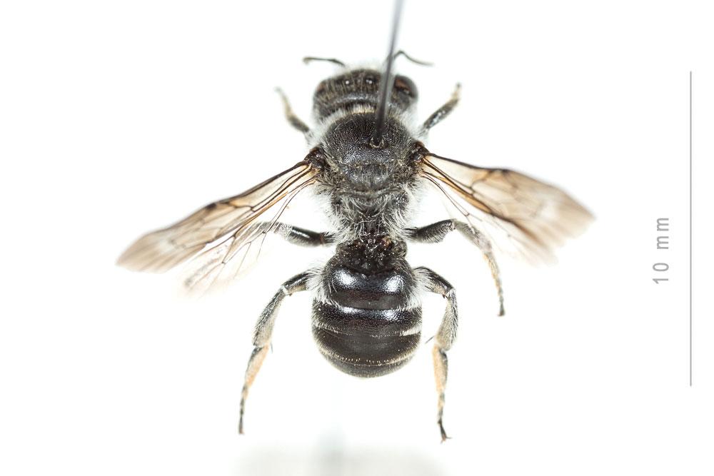  Hoplitis adunca (Panzer, 1798)