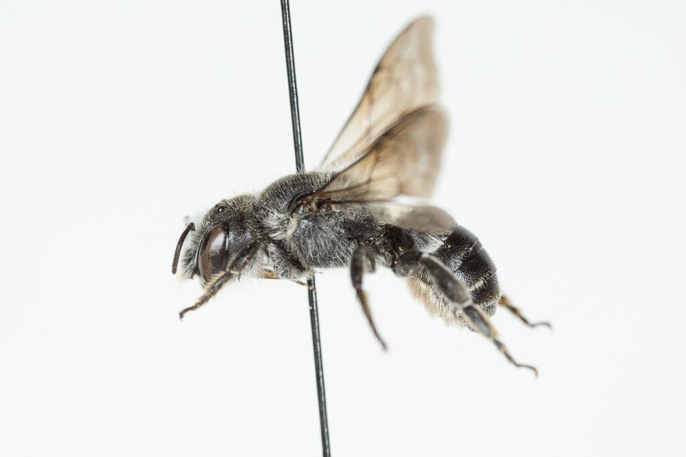  Hoplitis adunca (Panzer, 1798)