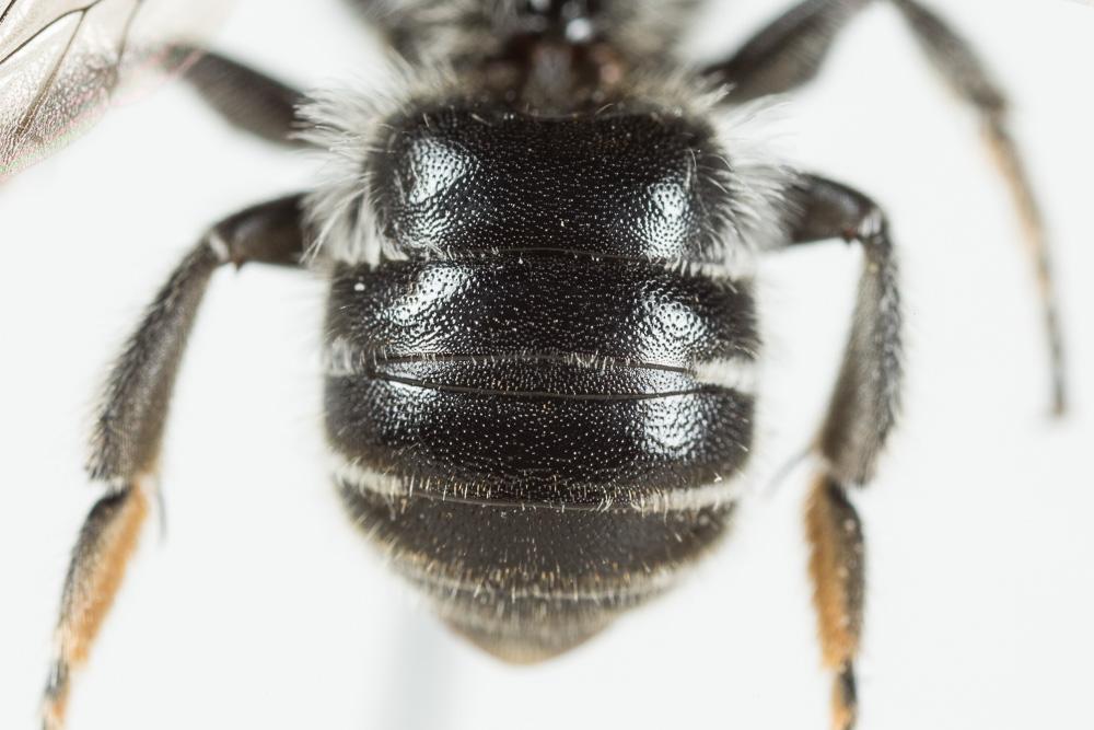  Hoplitis adunca (Panzer, 1798)