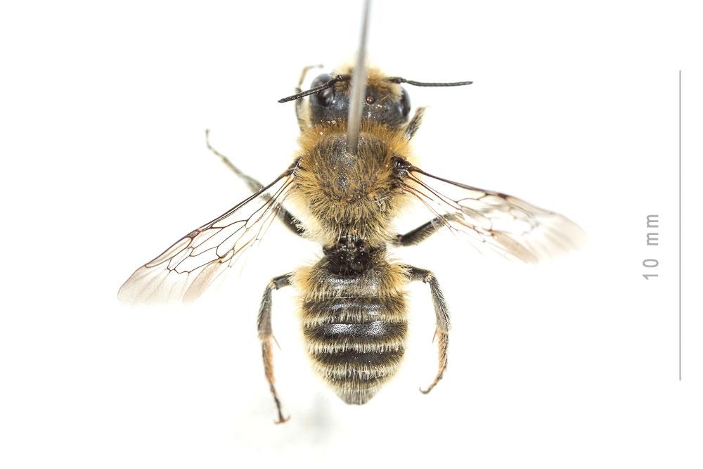  Hoplitis cristatula (van der Zanden, 1990)