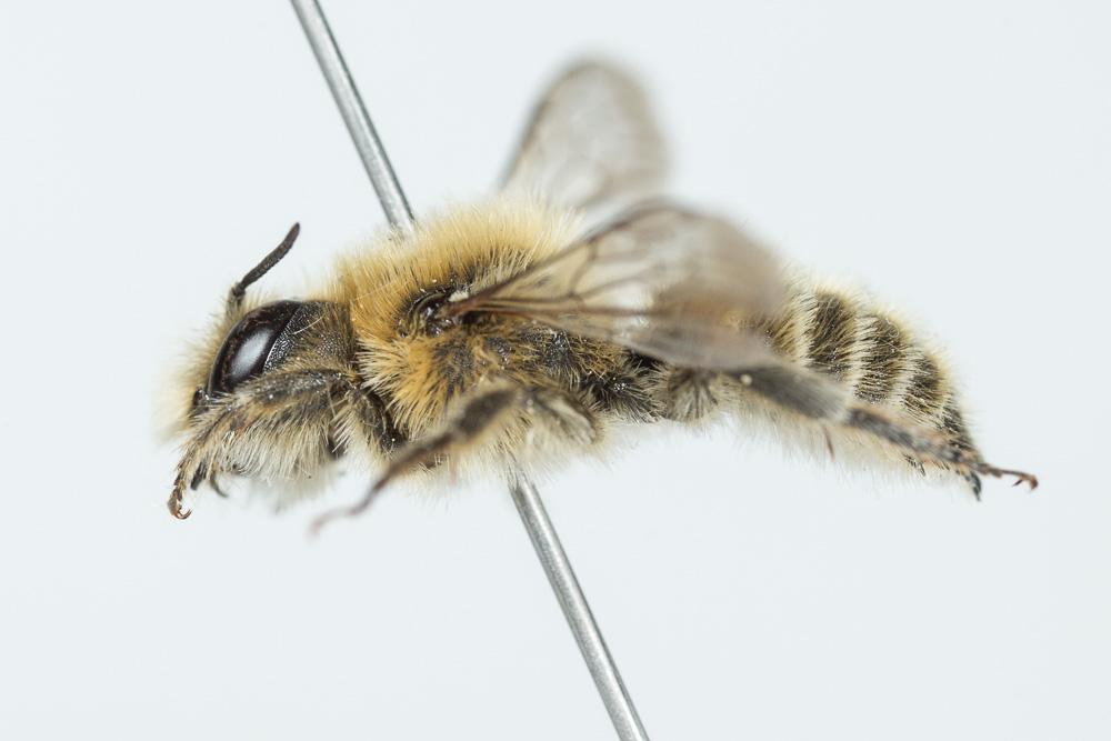 Hoplitis cristatula (van der Zanden, 1990)